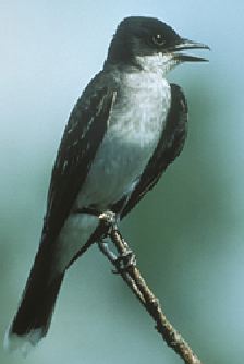 mc004-1.jpg