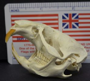 mc018-1.jpg